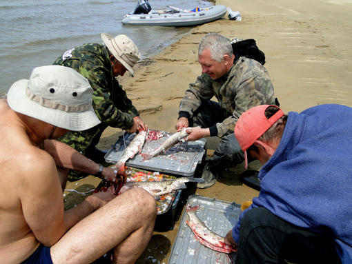 Cutting fish on the bank of Amur river
